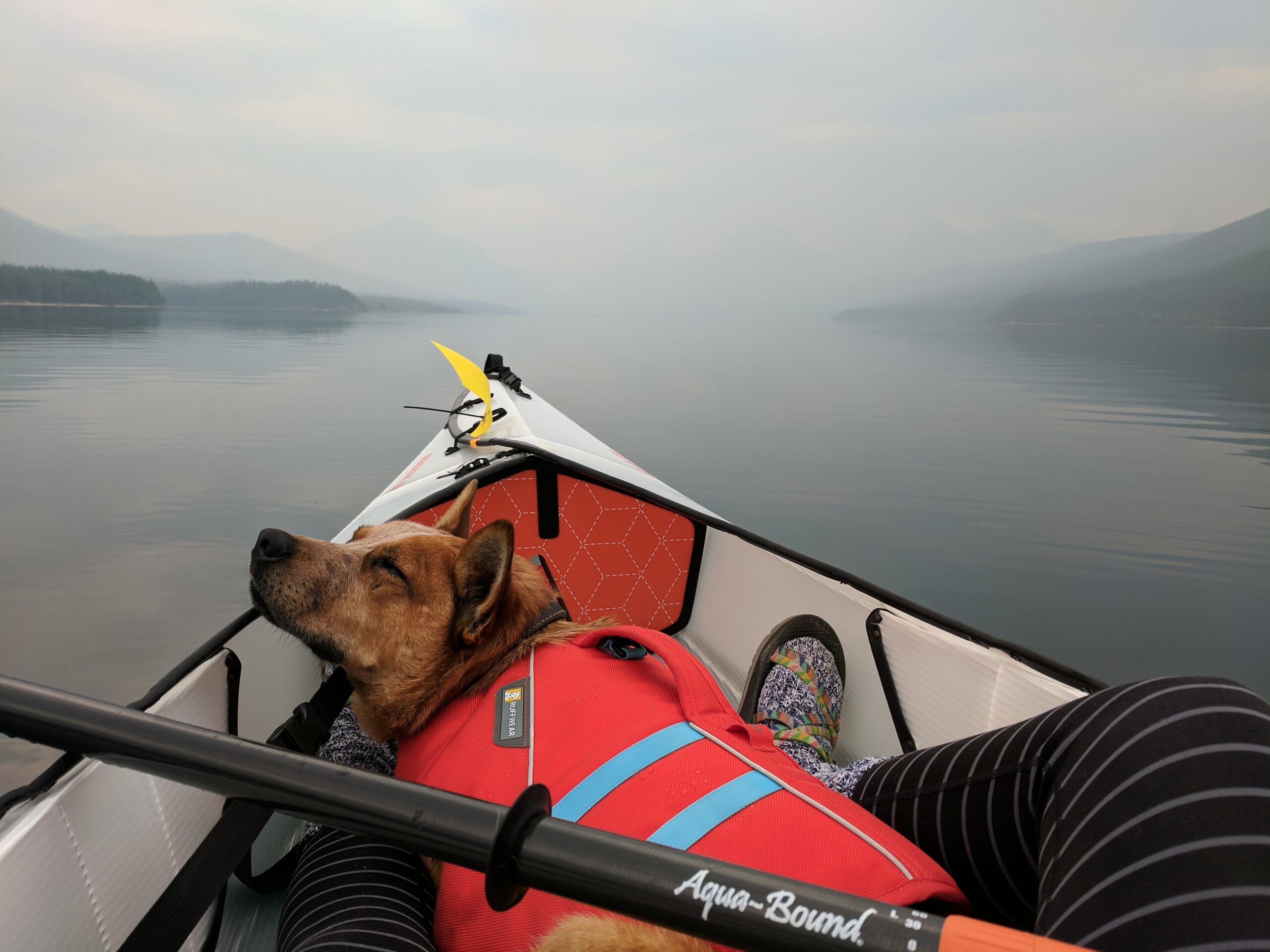 Kayaking with your dogs